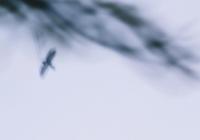 Melia Watras: The almond tree duos album cover